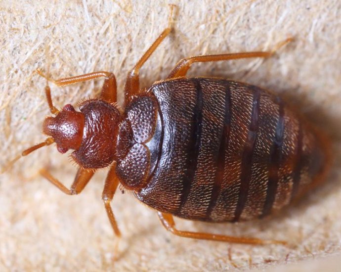 Bed Bug Basics