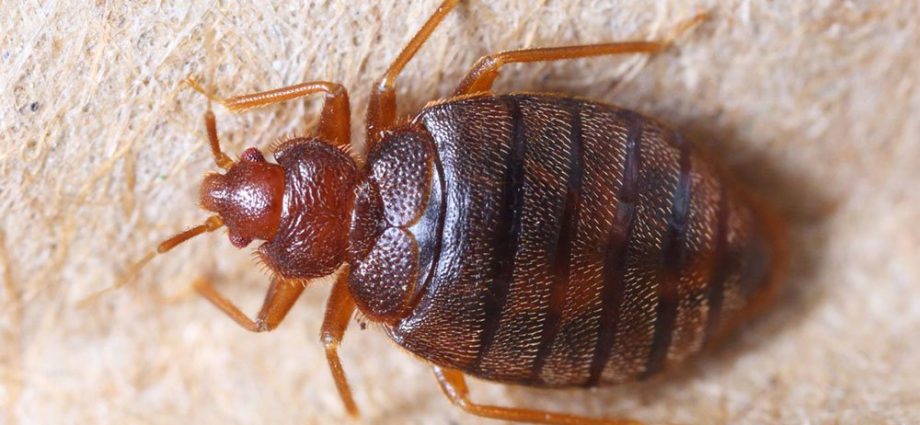 Bed Bug Basics